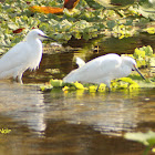 Snowy Egret