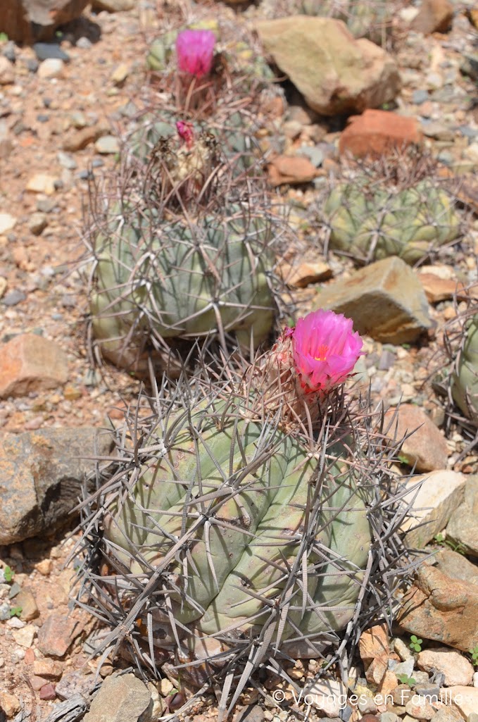 Sonora desert museum