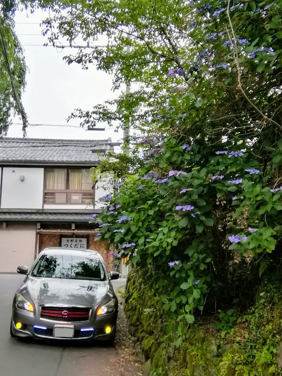 フーガの奈良県吉野郡吉野町吉野山・先程とほぼ変わらず・勝手神社⛩️すぐ横・ガクアジサイ・ローガンに関するカスタム事例の投稿画像7枚目
