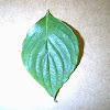 dogwood leaf