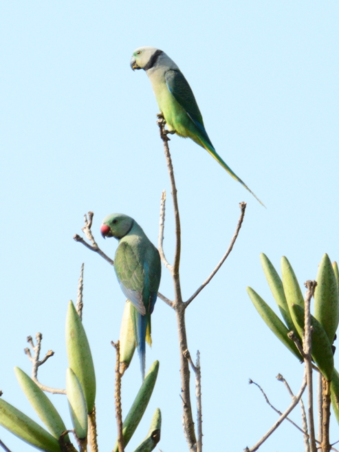 Malabar Parakeet