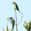 Malabar Parakeet