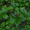 Canadian Bunchberry