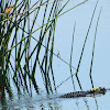 Least Bittern (and friend)