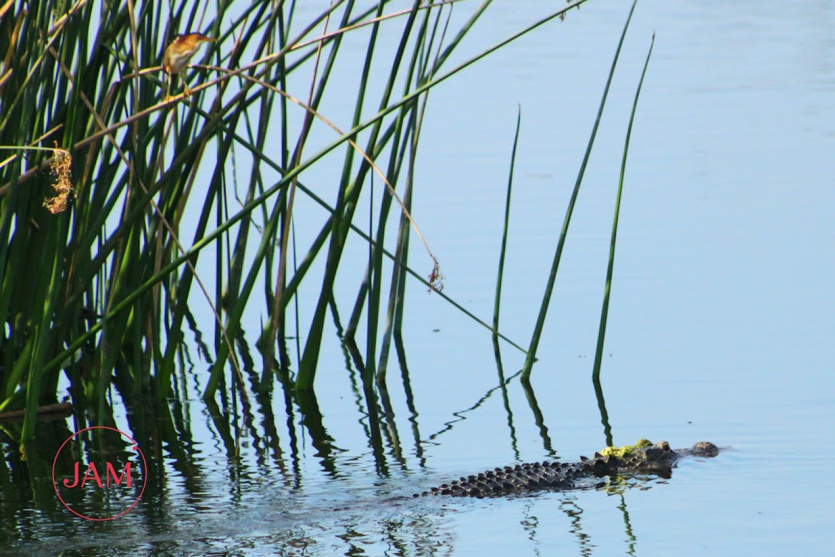 Least Bittern (and friend)