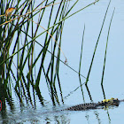 Least Bittern (and friend)