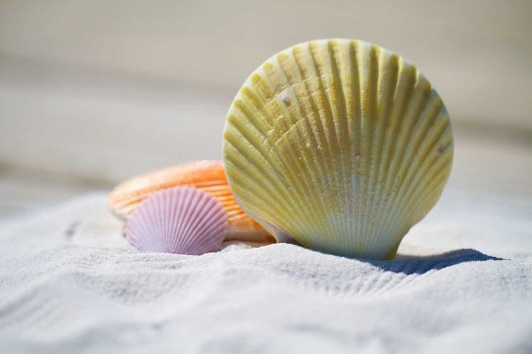 Colorful seashells spotted on the beach.