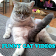 Funny Cat Videos icon