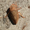 Flat-head leafhopper -female
