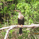 Anhinga, female