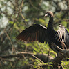 Indian Cormorant