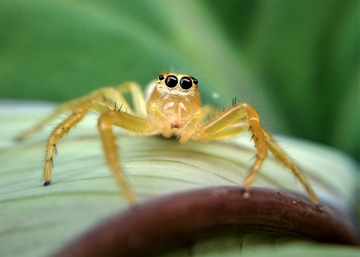 Two-striped jumper