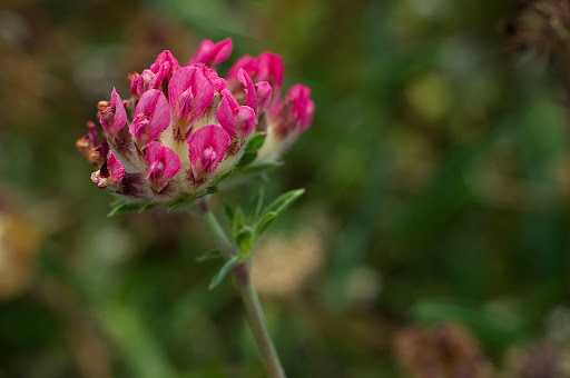 Anthyllis vulneraria subsp. iberica