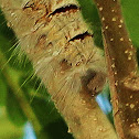 Lappet Moth (caterpillars)