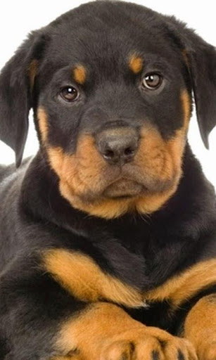 Rottweiler Wallpapers