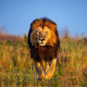 Download 5D Lion live wallpaper For PC Windows and Mac 1.0