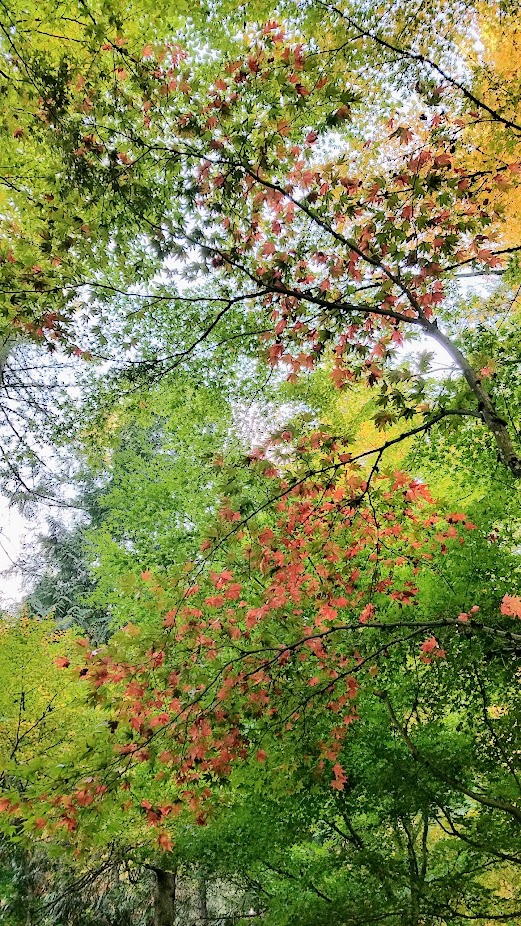 Fall at the Portland Japanese Garden, visiting for Autumn Portland Japanese Garden fall foliage photos on October 2017