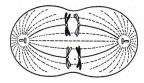 Meiosis