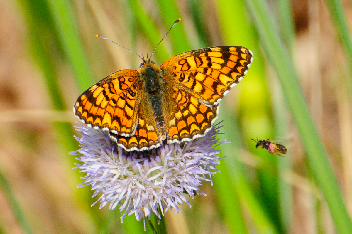 Knapweed Fritillary; Doncella Mayor