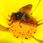 Tachinid Fly