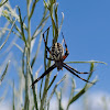 Western Spotted Orb Weaver, female