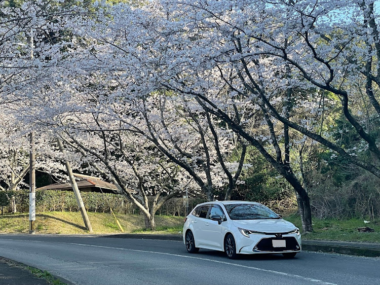 カローラツーリングの桜と愛車・カローラツーリング・桜の里・３月２７日・桜に関するカスタム事例の投稿画像1枚目