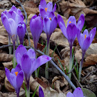 Spring crocus