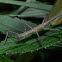 Stick Insect, Phasmid - Male