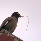 Indian Myna