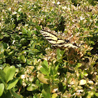 Western tiger swallowtail