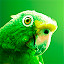 Parrot Wallpapers Theme New Tab