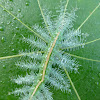 Common Baron caterpillar