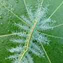 Common Baron caterpillar