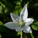 Attica Star of Bethlehem