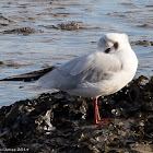 Black-headed Gull