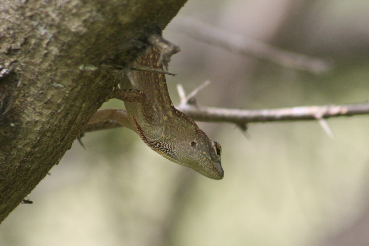 Brown Anole