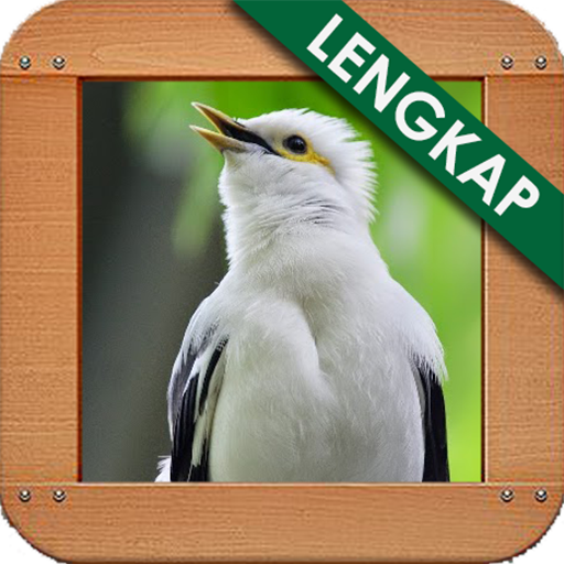 Kicauan Ngekek Jalak Putih