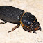 Passalid Beetle