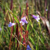 Low Calamint