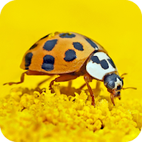 Ladybird Wallpaper