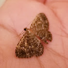 Texas gray moth