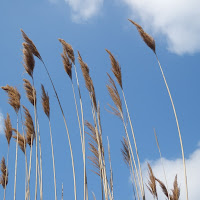 Cielo e Natura di 