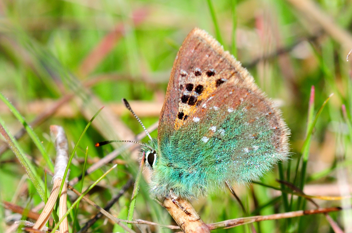 Provence Hairstreak; Cardenillo