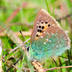 Provence Hairstreak; Cardenillo