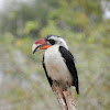 Hornbill