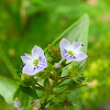 Water Speedwell