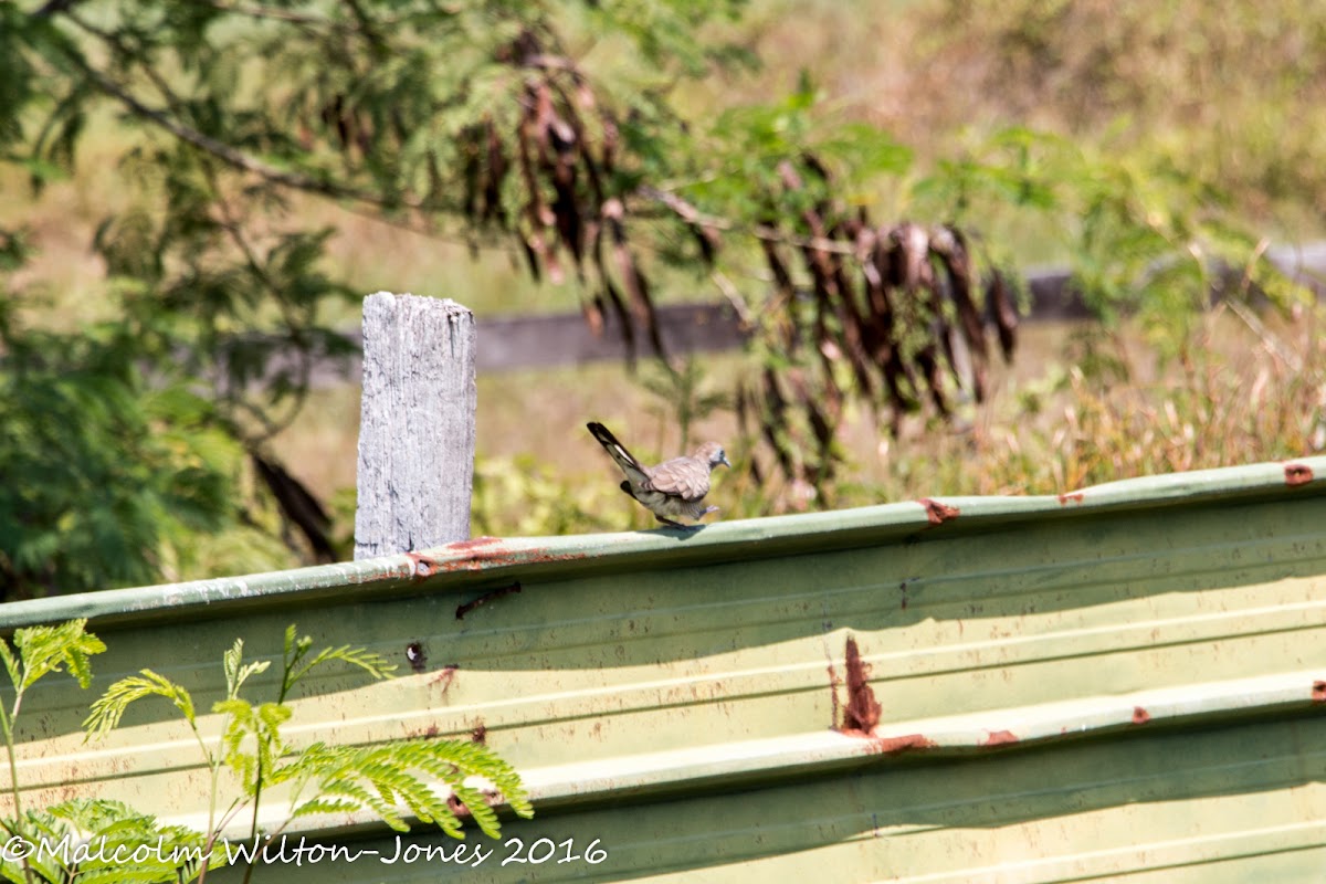 Zebra Dove