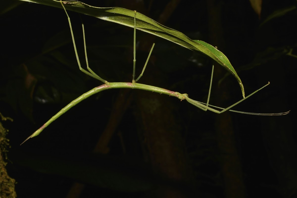 Stick Insect, Phasmid - Female