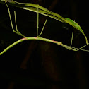 Stick Insect, Phasmid - Female