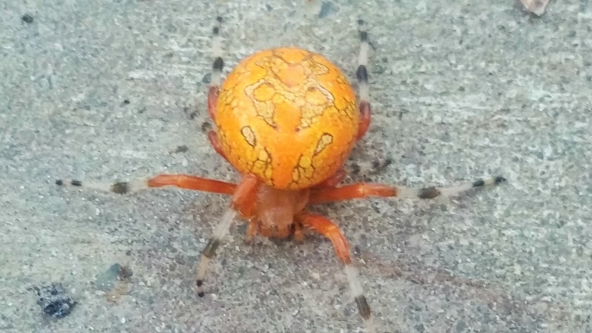 Marbled orb-weaver